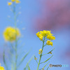 東大久保菜の花フェスタ