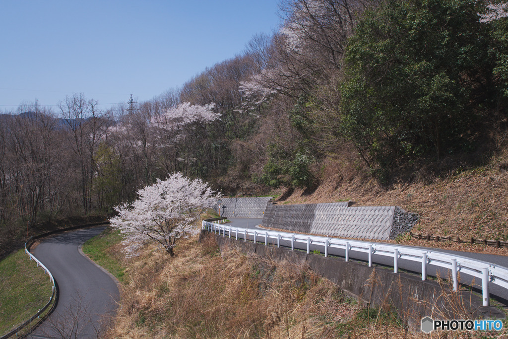 林道梨子ノ木線の一本桜