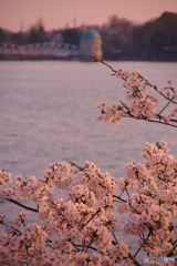 取水塔と桜