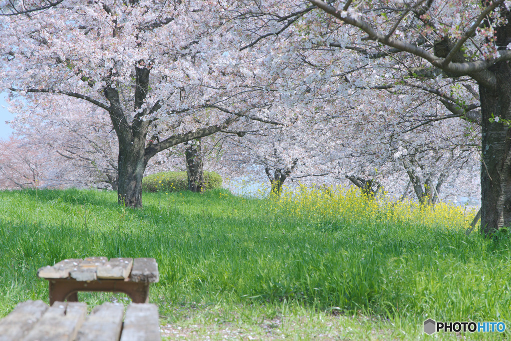 山田桜堤