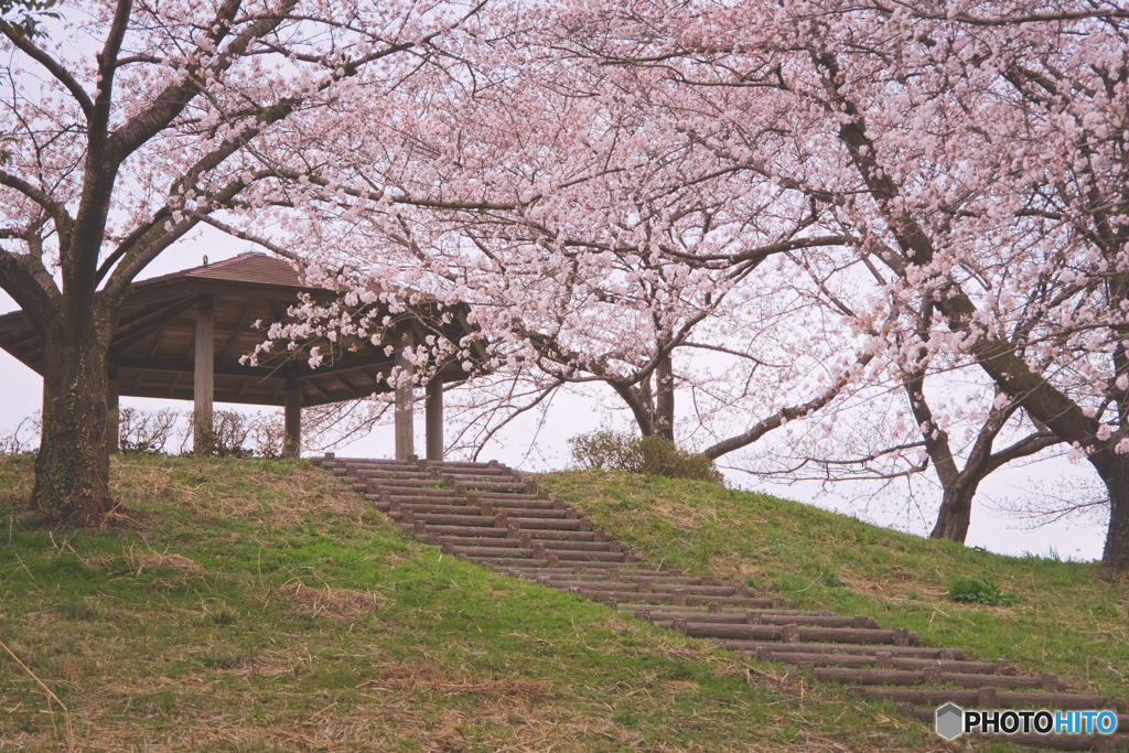 釘無桜づつみ