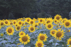 小金井公園のひまわり