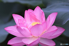 薬師池公園