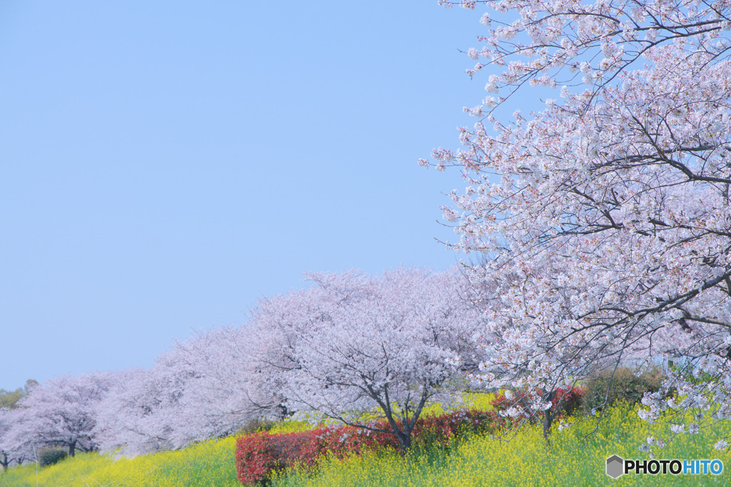 山田桜堤
