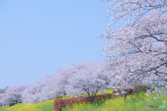 山田桜堤