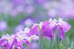 ときがわ花菖蒲園
