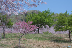 虎山の千本桜