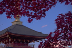 momiji - もみ寺