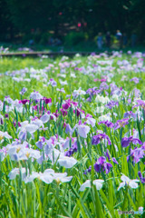 智光山公園 花菖蒲園
