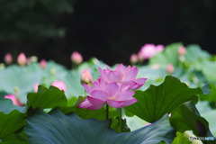 滝の城址公園