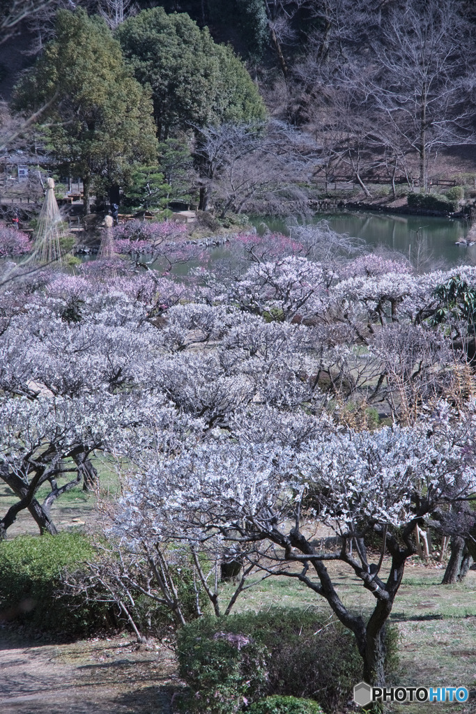 薬師池公園梅園