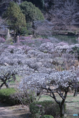 薬師池公園梅園