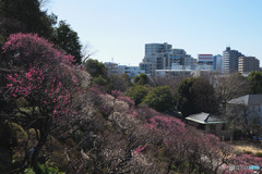 池上梅園