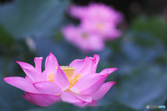 薬師池公園