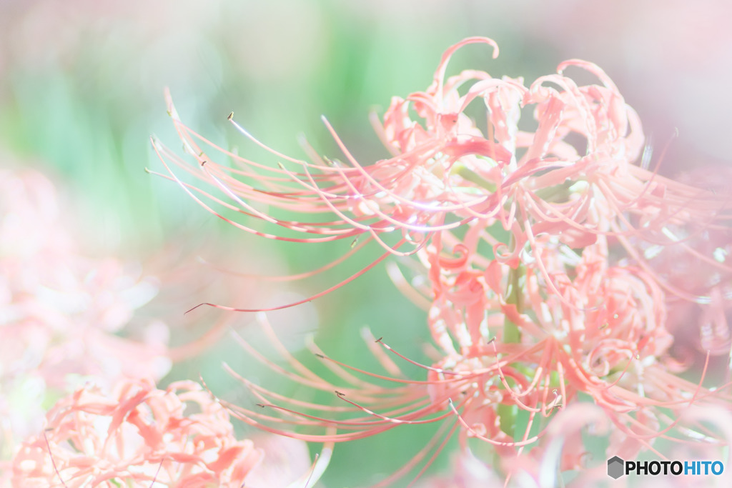 彼岸花
