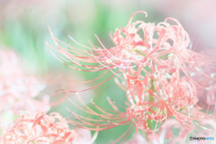 彼岸花