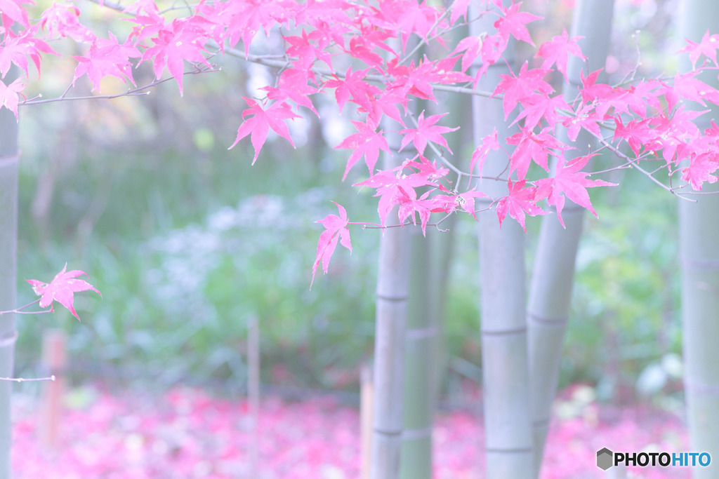 紅葉二題：High