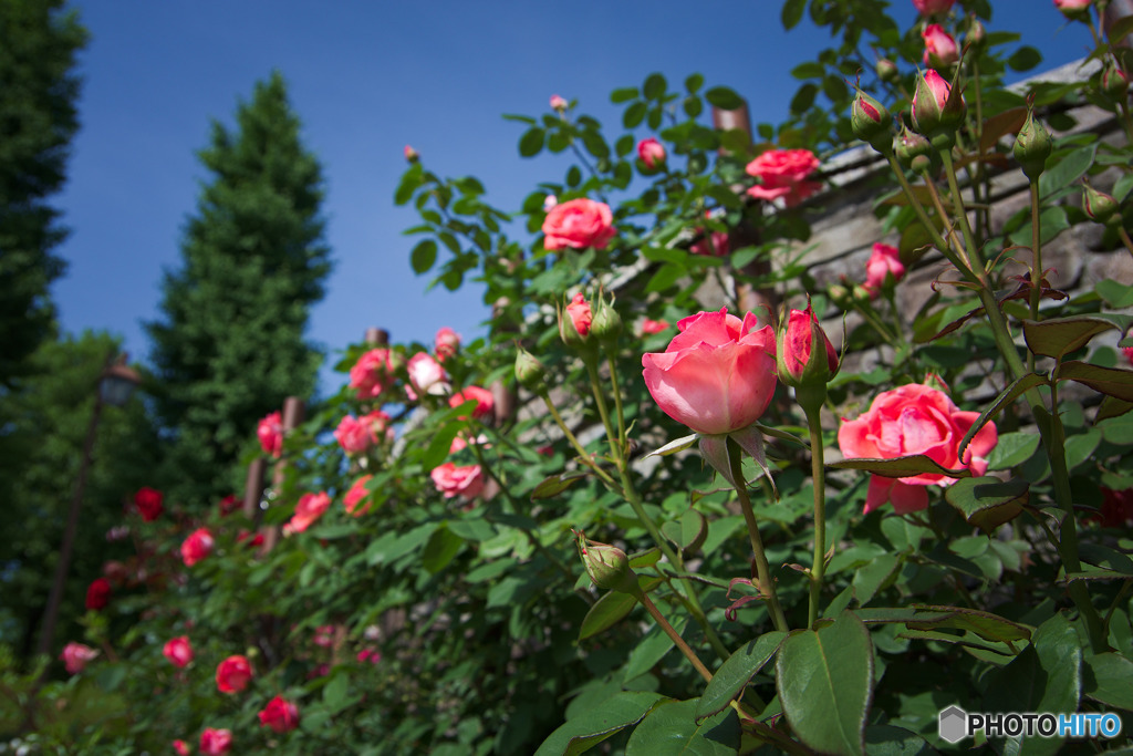 薔薇の壁