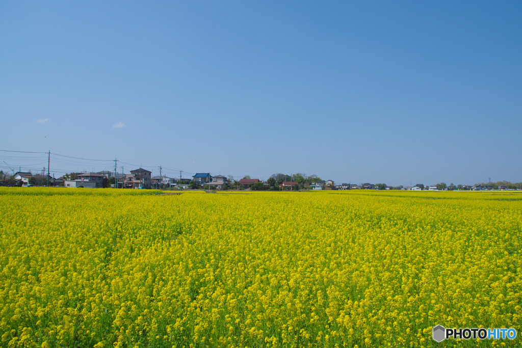 東大久保菜の花フェスタ