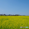 東大久保菜の花フェスタ