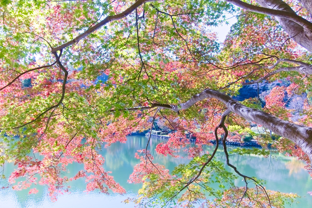 薬師池公園のモミジ