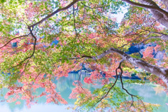 薬師池公園のモミジ