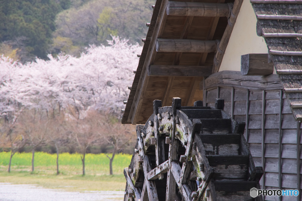 桜、菜の花、水車小屋