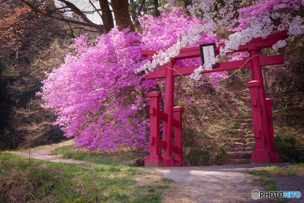 鳥居とツツジと、桜の枝と