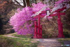 鳥居とツツジと、桜の枝と