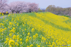 上寺山桜堤