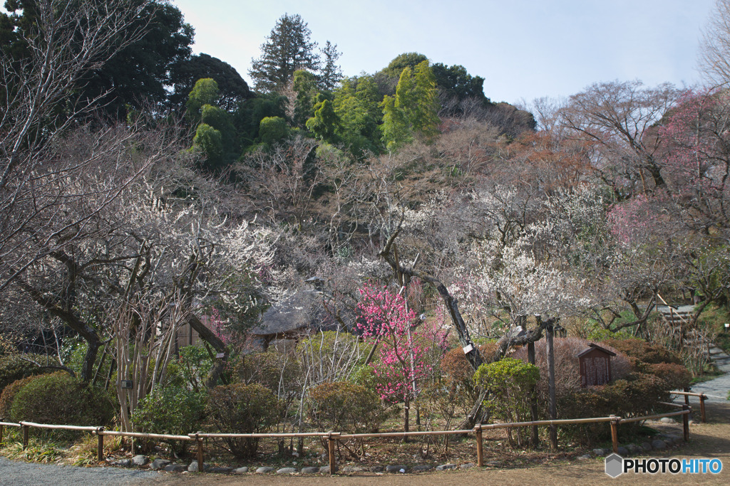 百草園