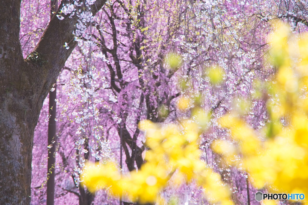 清雲寺の枝垂れ桜