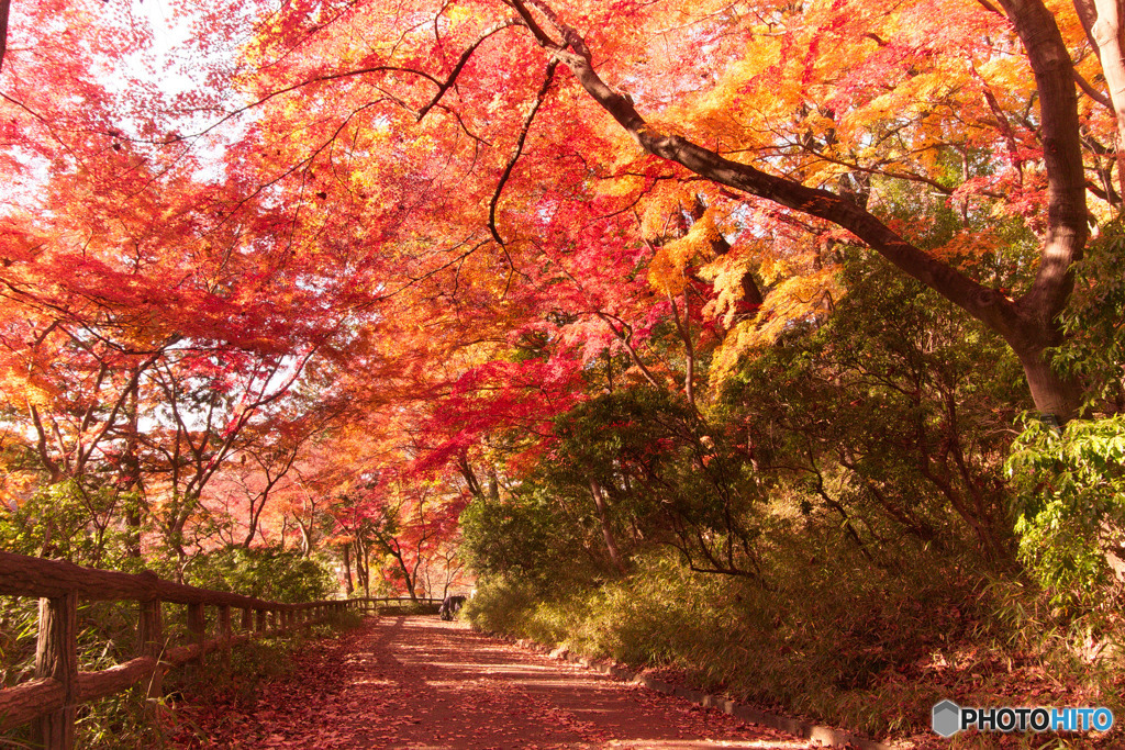 狭山公園の秋