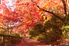 狭山公園の秋