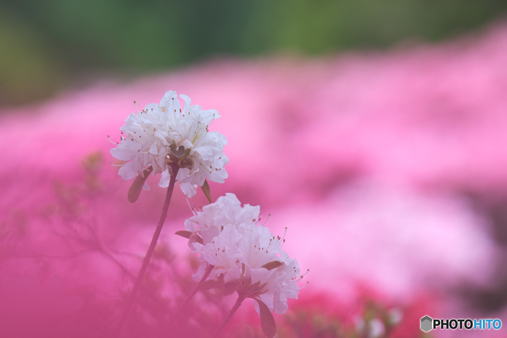 平成つつじ公園