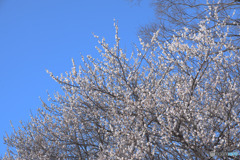 砧公園