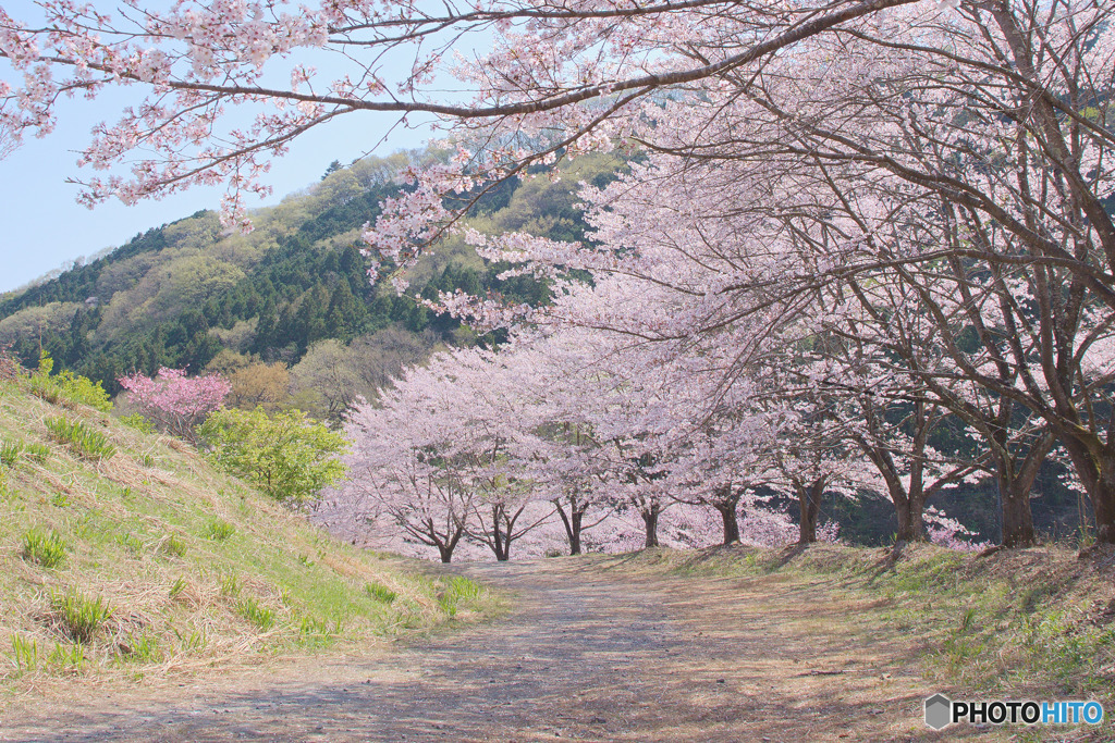 虎山の千本桜