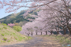 虎山の千本桜