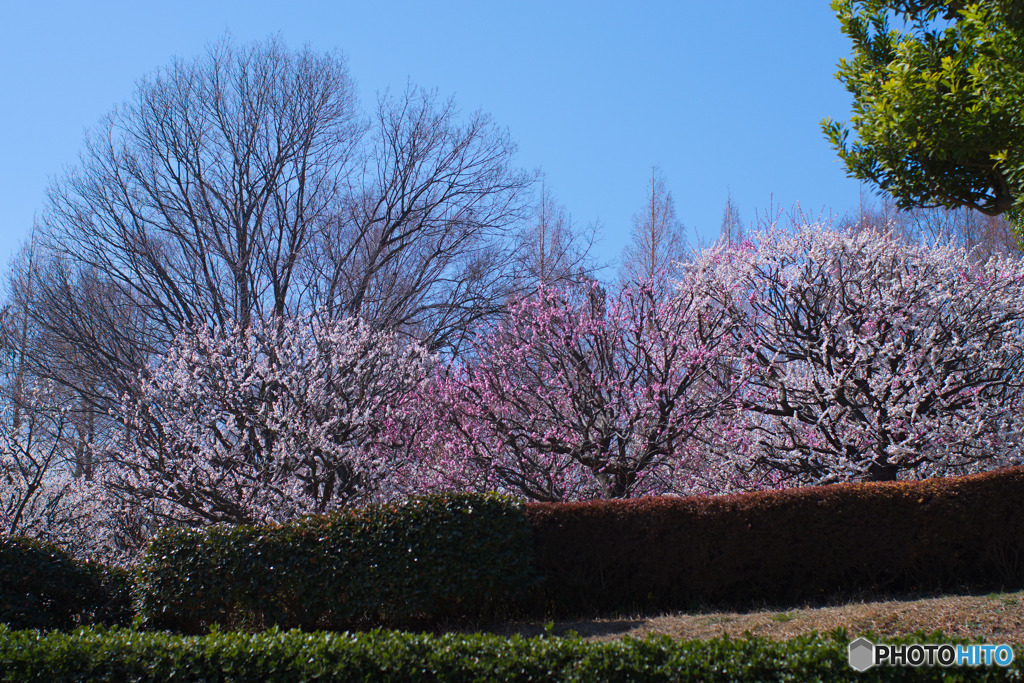 相模原北公園