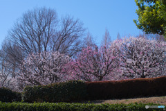 相模原北公園