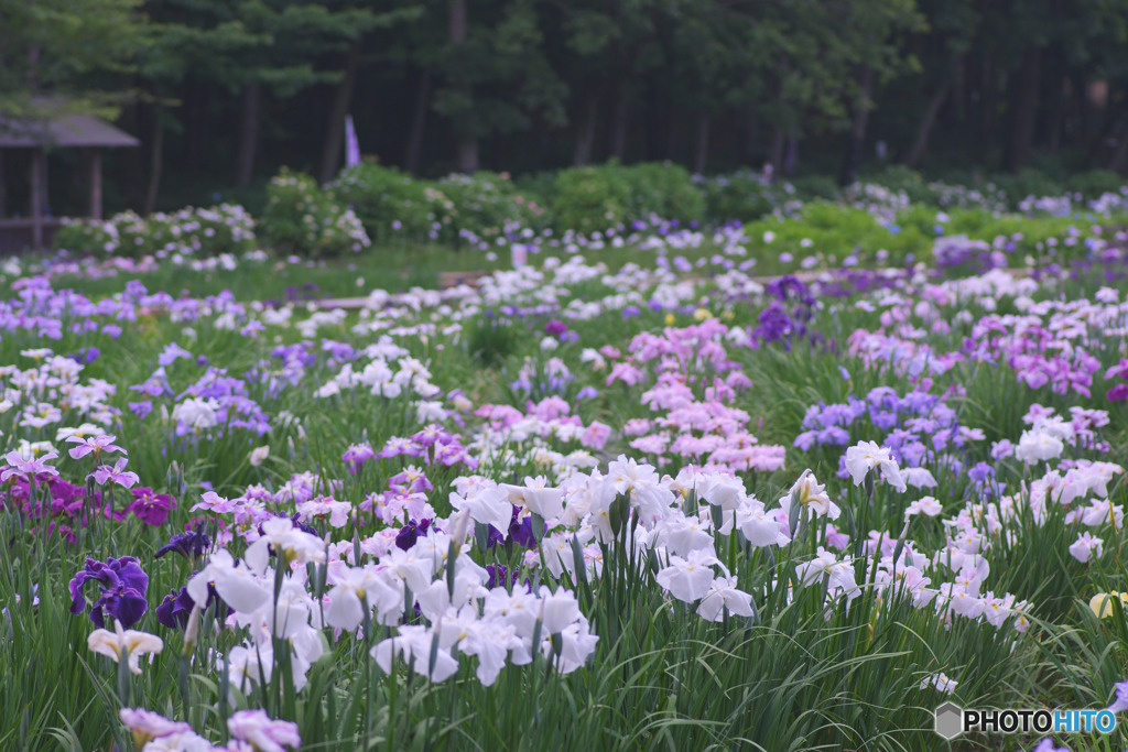 上尾丸山公園