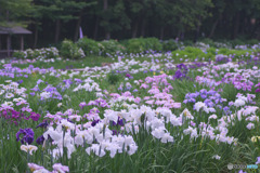 上尾丸山公園