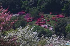 五大尊つつじ公園