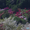 五大尊つつじ公園