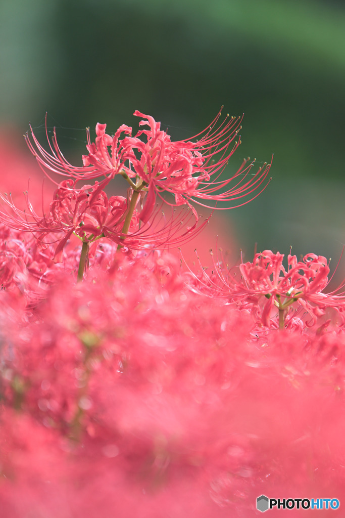 神代植物公園水生植物園