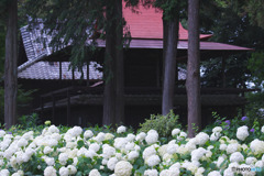 指扇氷川神社