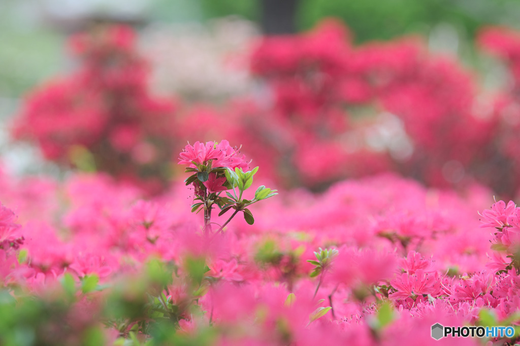 平成つつじ公園