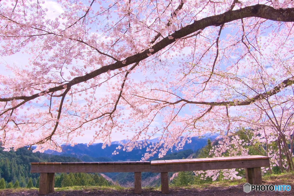 特等席