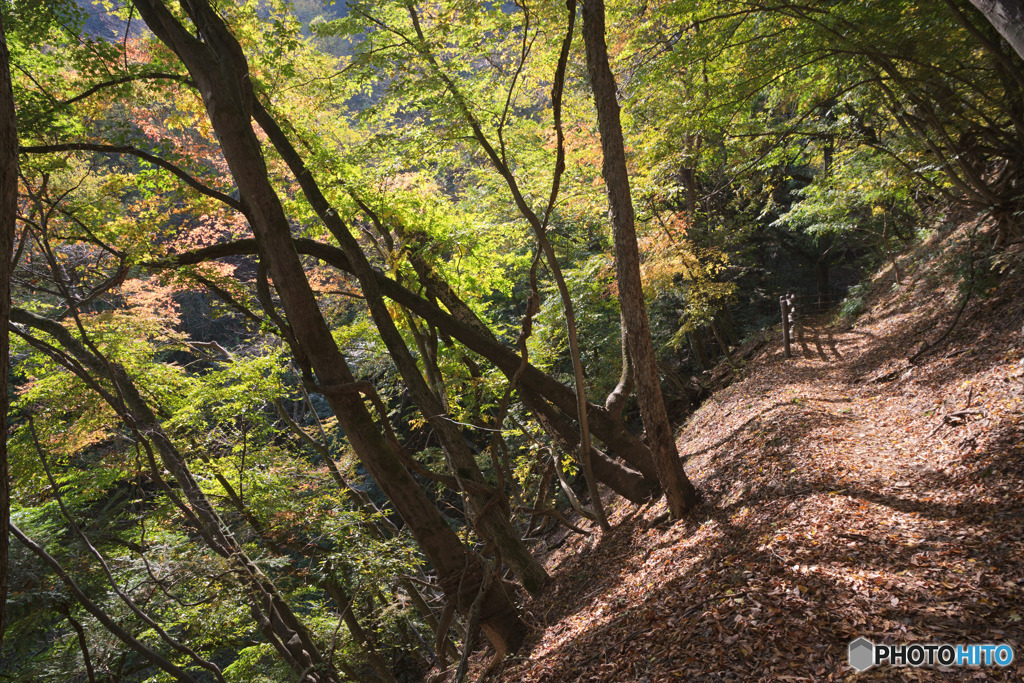 麦山浮橋