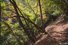 麦山浮橋